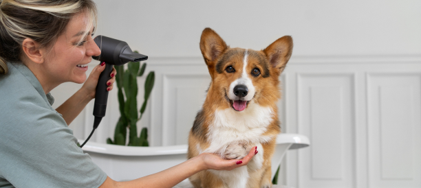 Professional Dog Grooming and Experienced Dog Groomers in South Highpoint