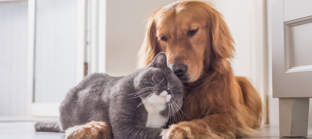 Trusted Pet Grooming Services and Best Pet Groomers in Maricopa
