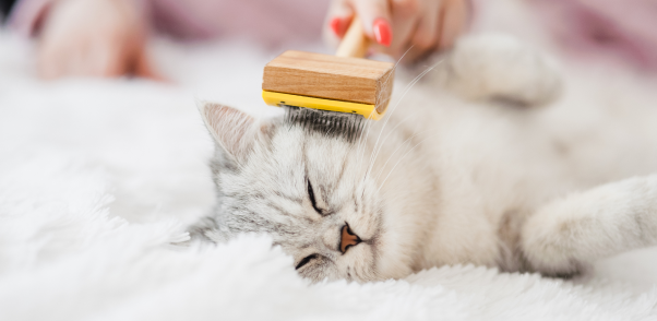 Top Cat Grooming Services and Cat Groomers in Bergen