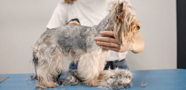Professional Dog Grooming and Experienced Dog Groomers in New Haven