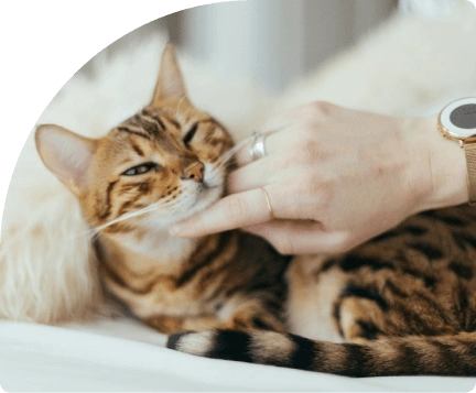 Groomit FAQs