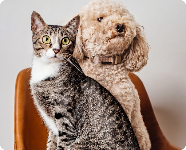 Cat Dog